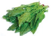 Tác dụng của cây cải bó xôi